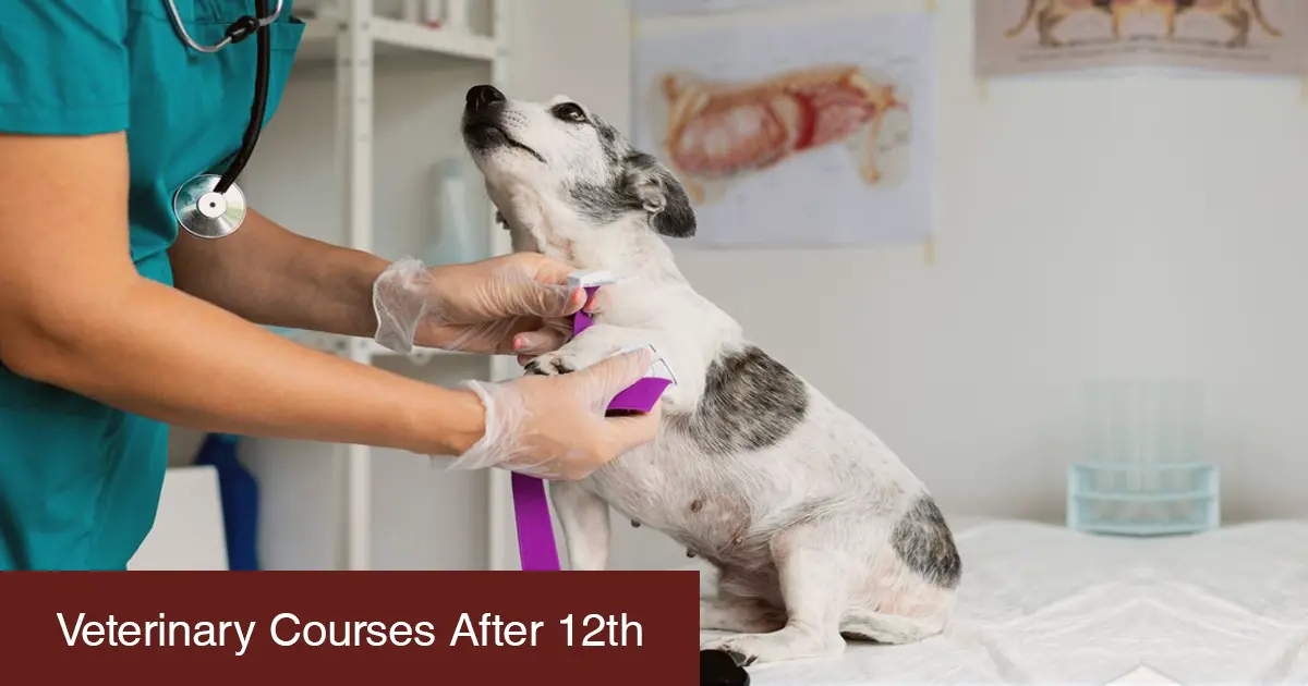Veterinary Courses After 12th: Eligibility, Entrance Exams, Course Details, and Career as a Veterinary Doctor in India